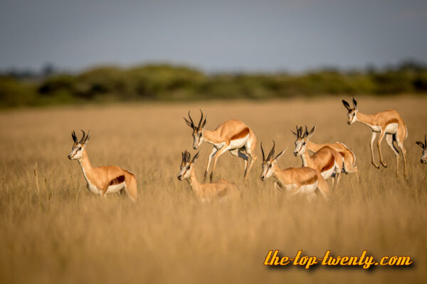 Springbok